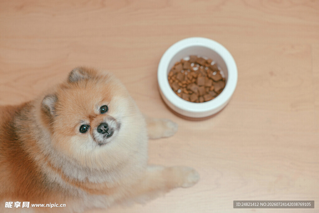 博美犬望着食物碗
