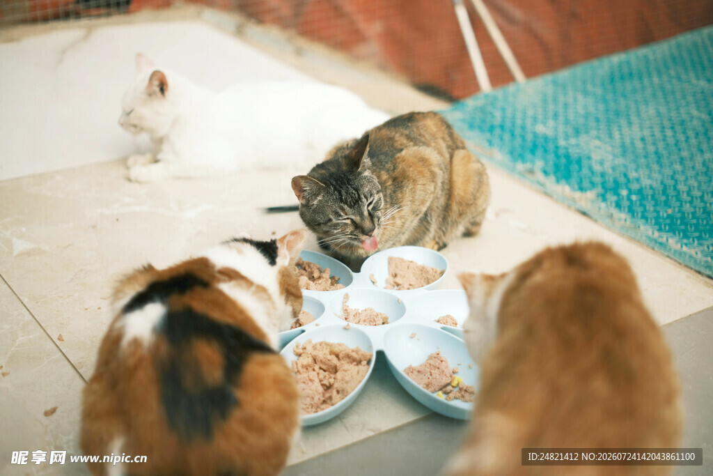 猫咪们围食盘进食场景