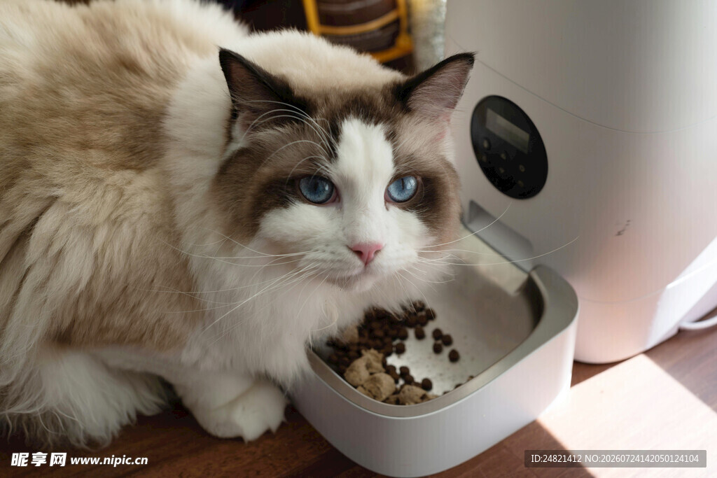 布偶猫享用美味猫粮