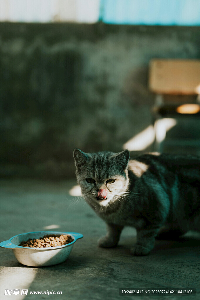 猫咪低头吃碗中食物