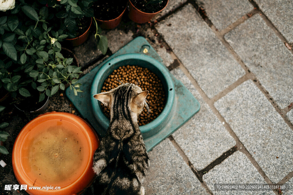 猫咪专注进食猫粮场景