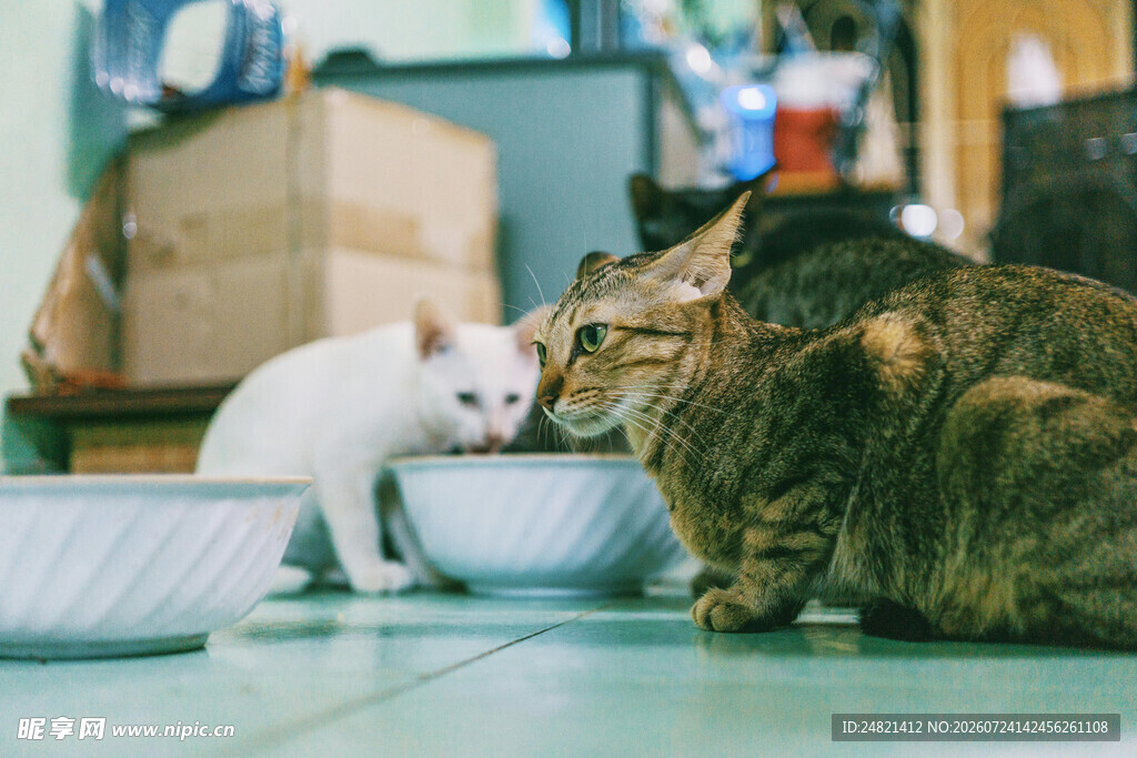 两只猫咪在进食
