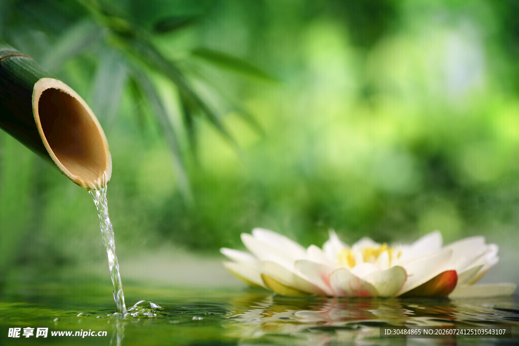 莲花畔水滴落的静谧瞬间