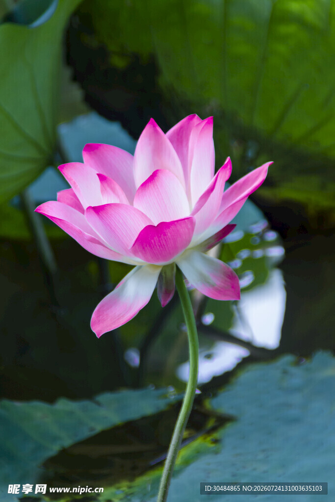 荷叶荷花
