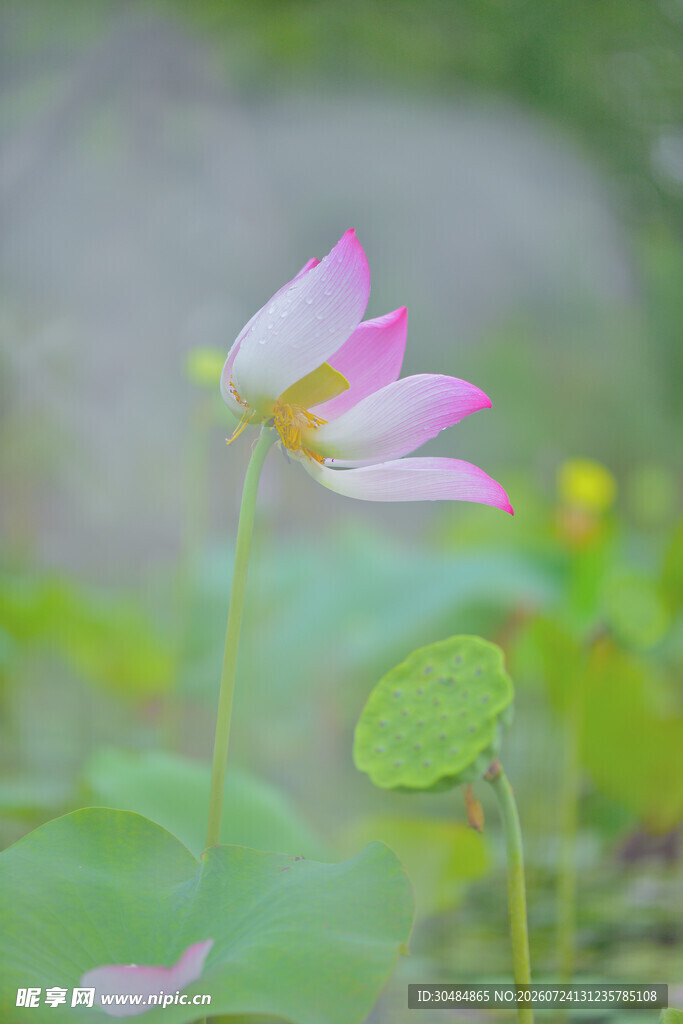 荷花荷叶