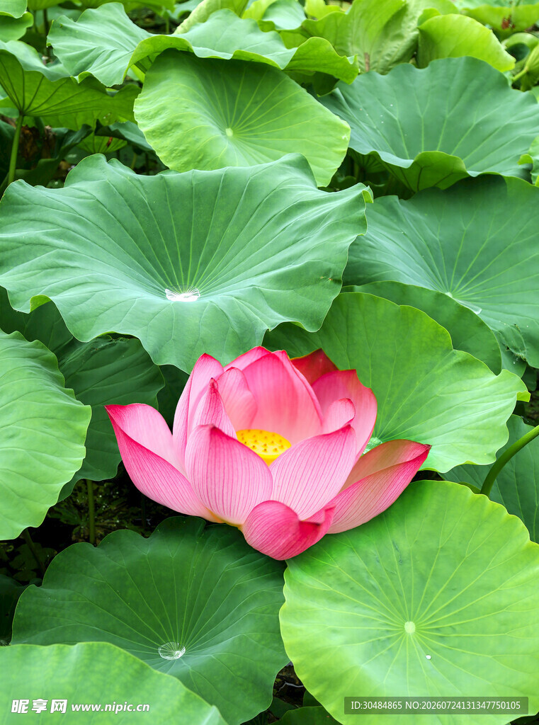 荷叶荷花