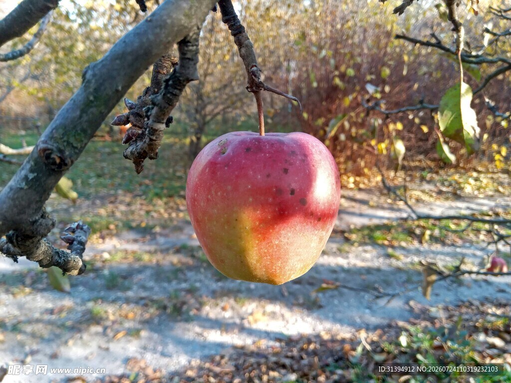 地上的红苹果