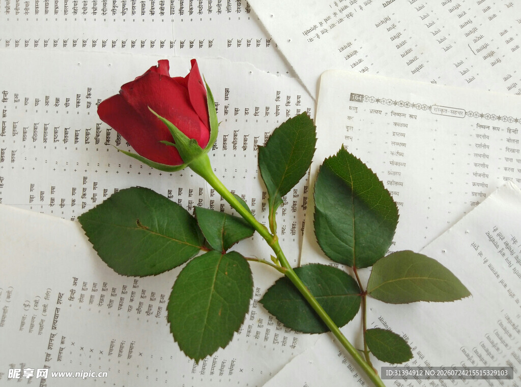 红玫瑰置于乐谱之上