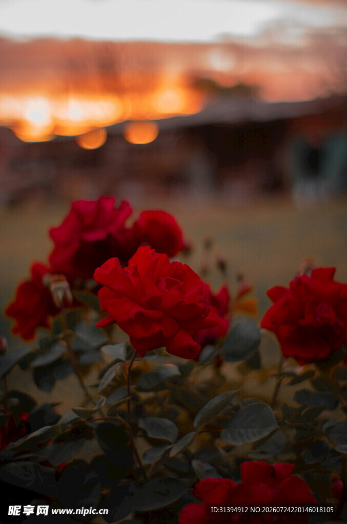 夕阳下的艳丽红玫瑰