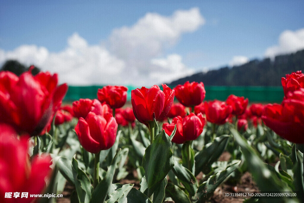 盛放的红色郁金香花海