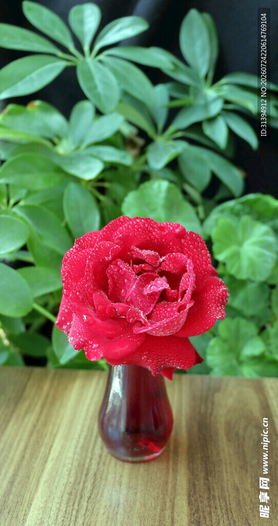 花瓶中的艳丽红玫瑰