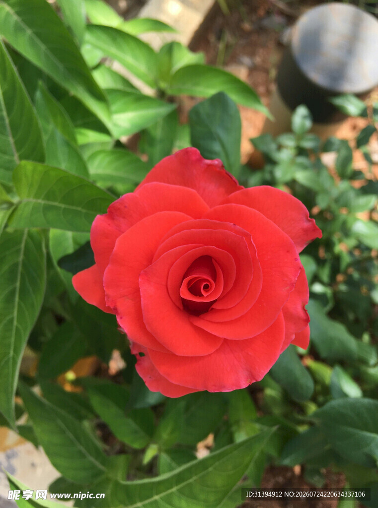娇艳红玫瑰绽放绿叶间