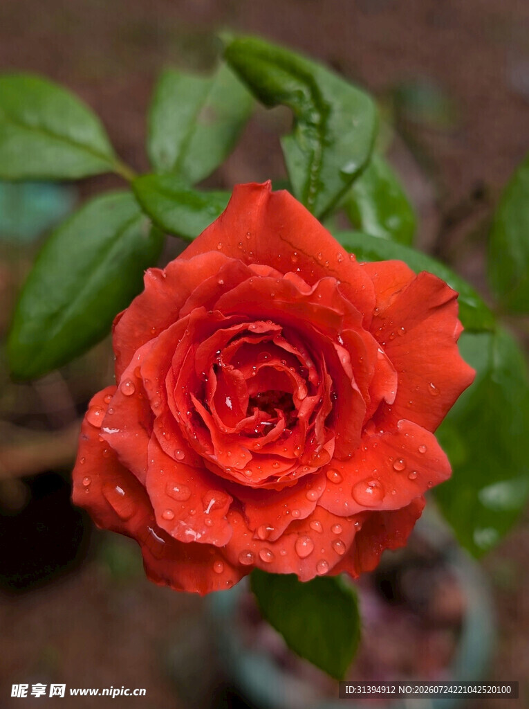 娇艳红玫瑰特写