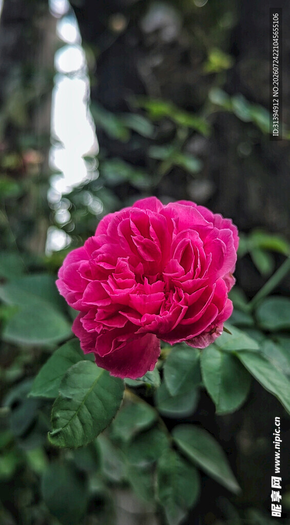 娇艳红玫瑰绽放绿叶间