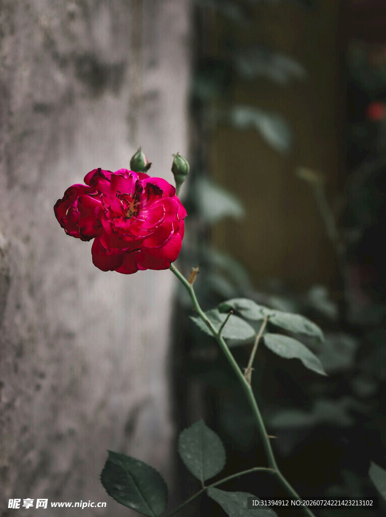 娇艳红玫瑰特写