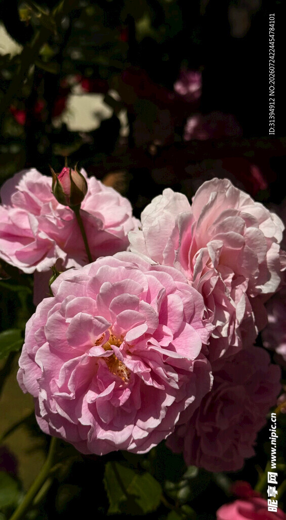 娇艳粉色月季花绽放