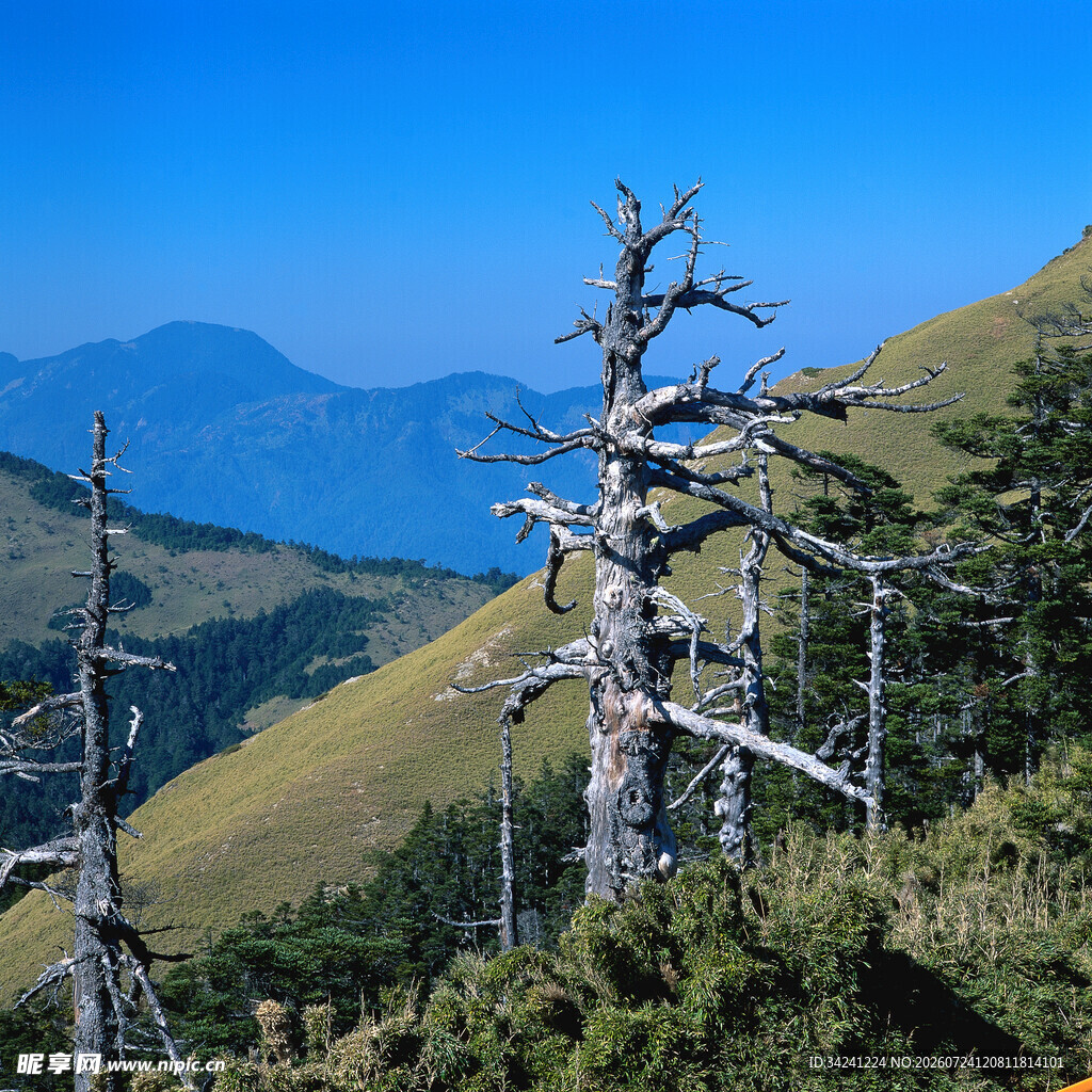 高山枯树景观