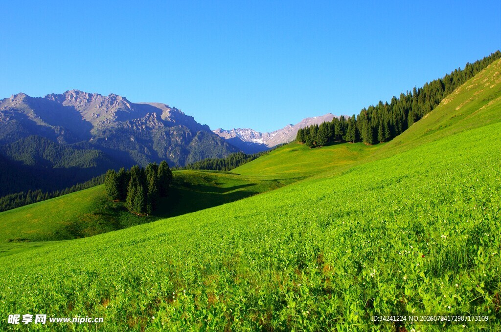 翠绿山坡与远处山峦美景