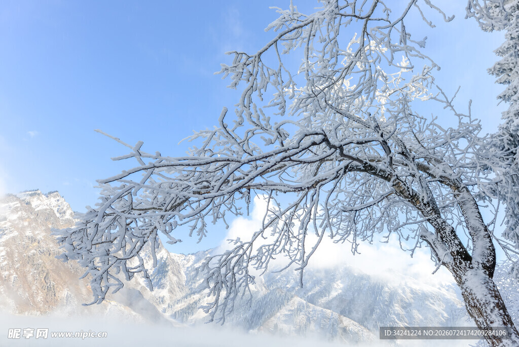 雪覆树枝的冬日山景