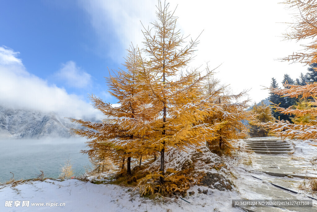 雪覆金黄杉树的山间美景