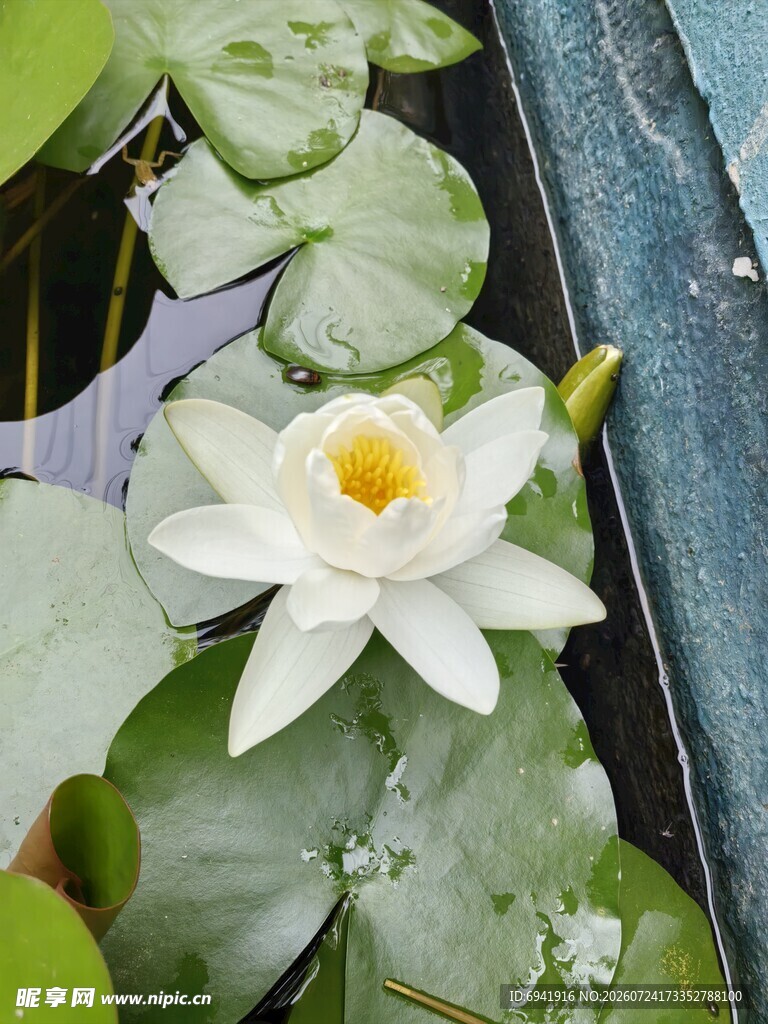 水中白睡莲绽放