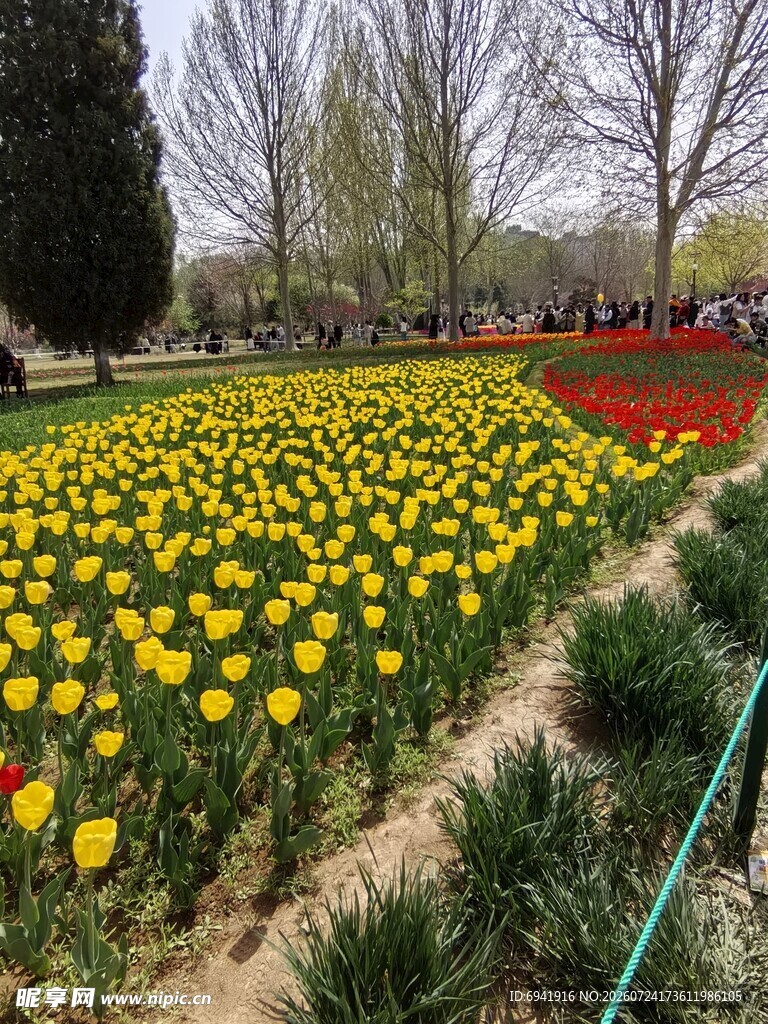 春日烂漫花海景观