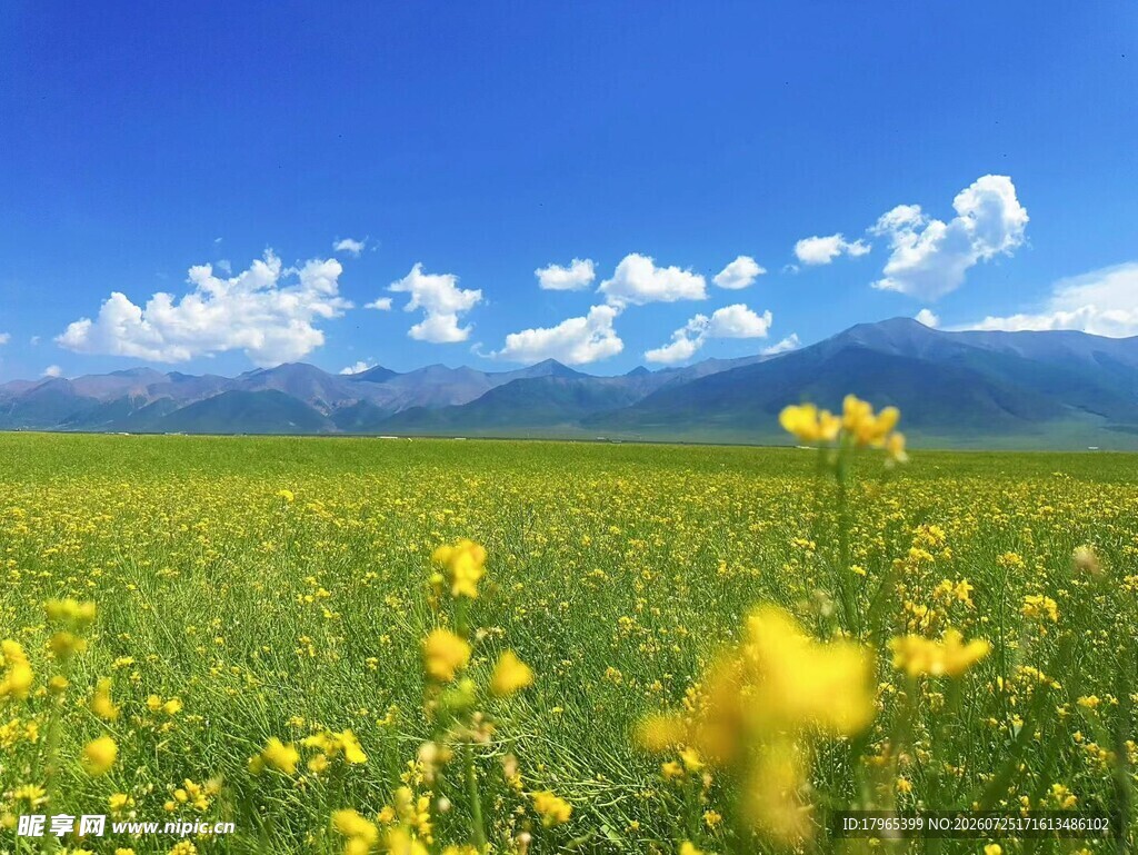 金黄花海与远山蓝天美景
