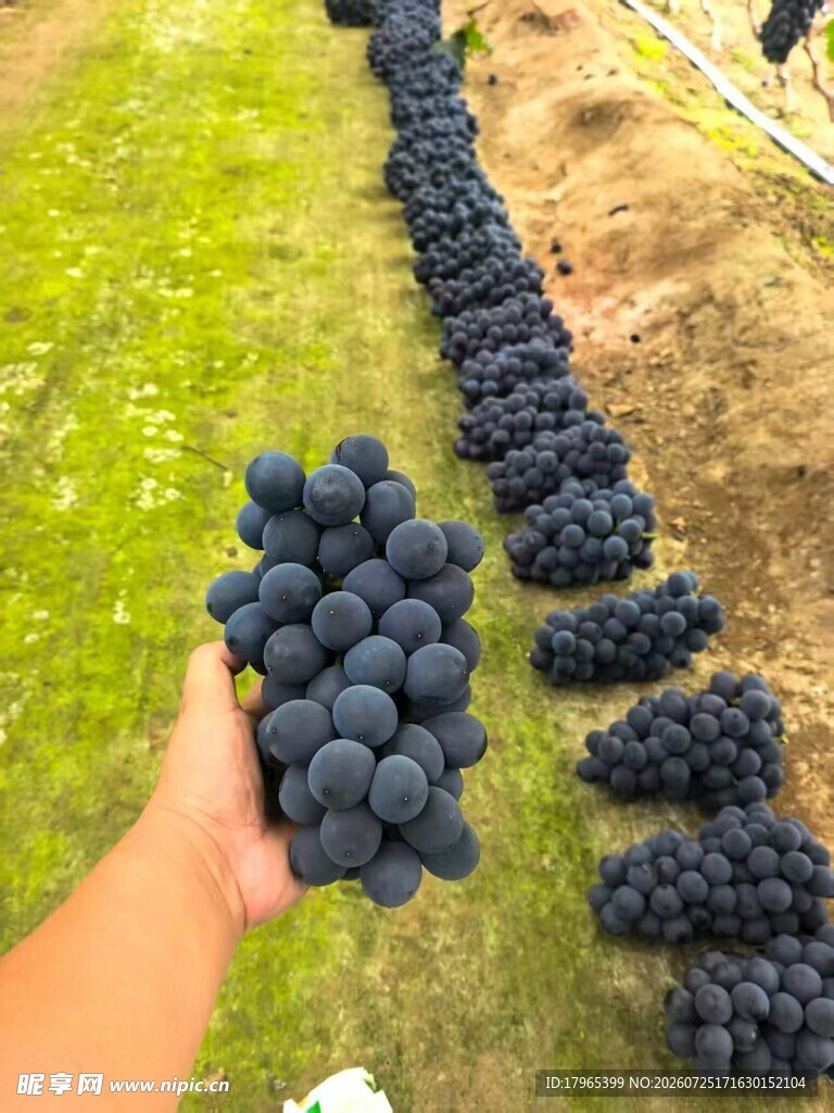 手捧蓝莓与田间蓝莓串