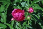 芍药花  