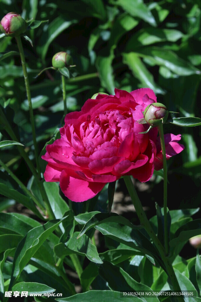 芍药花  