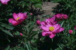 芍药花 