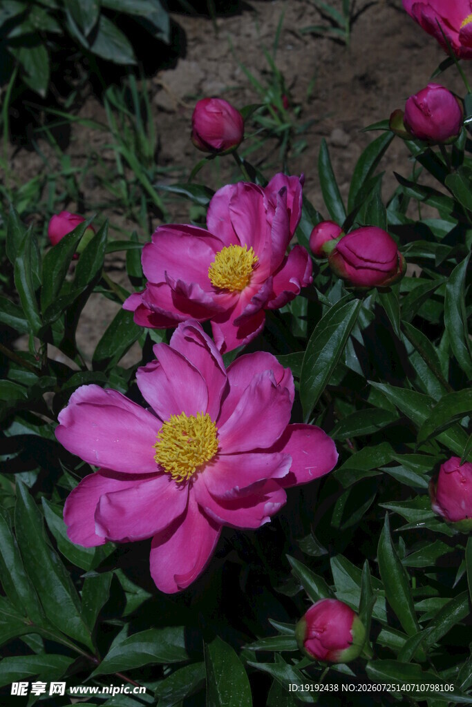 芍药花  