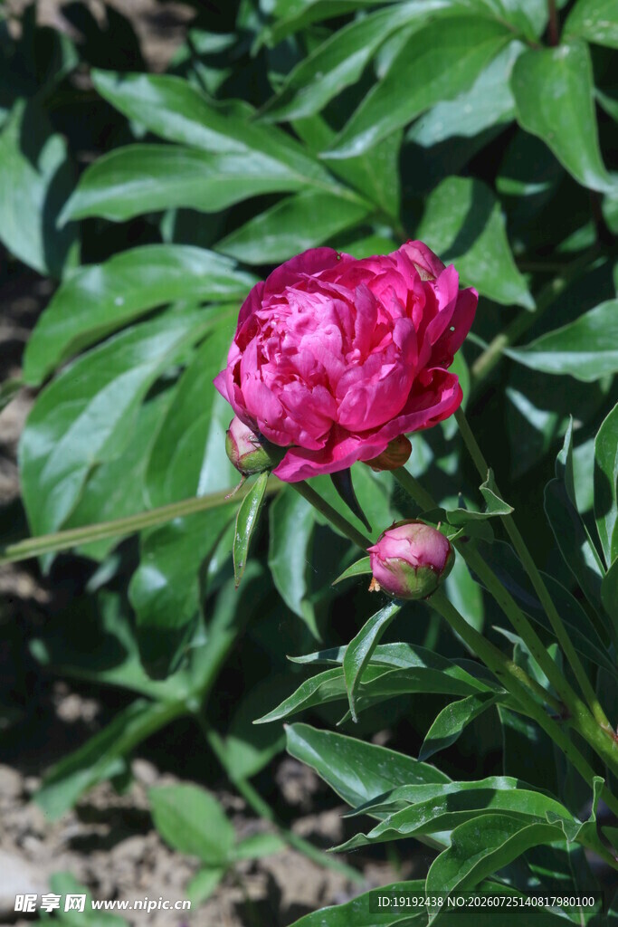 芍药花 