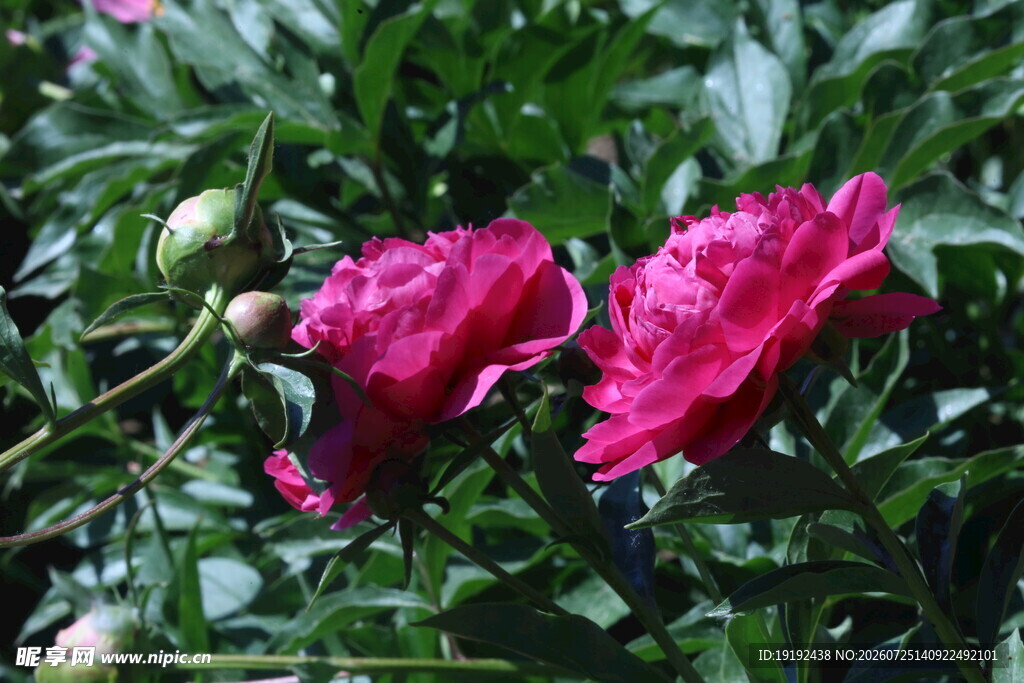芍药花 