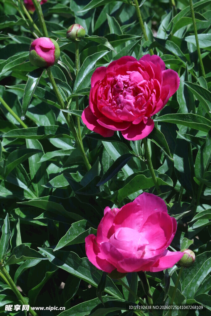 芍药花