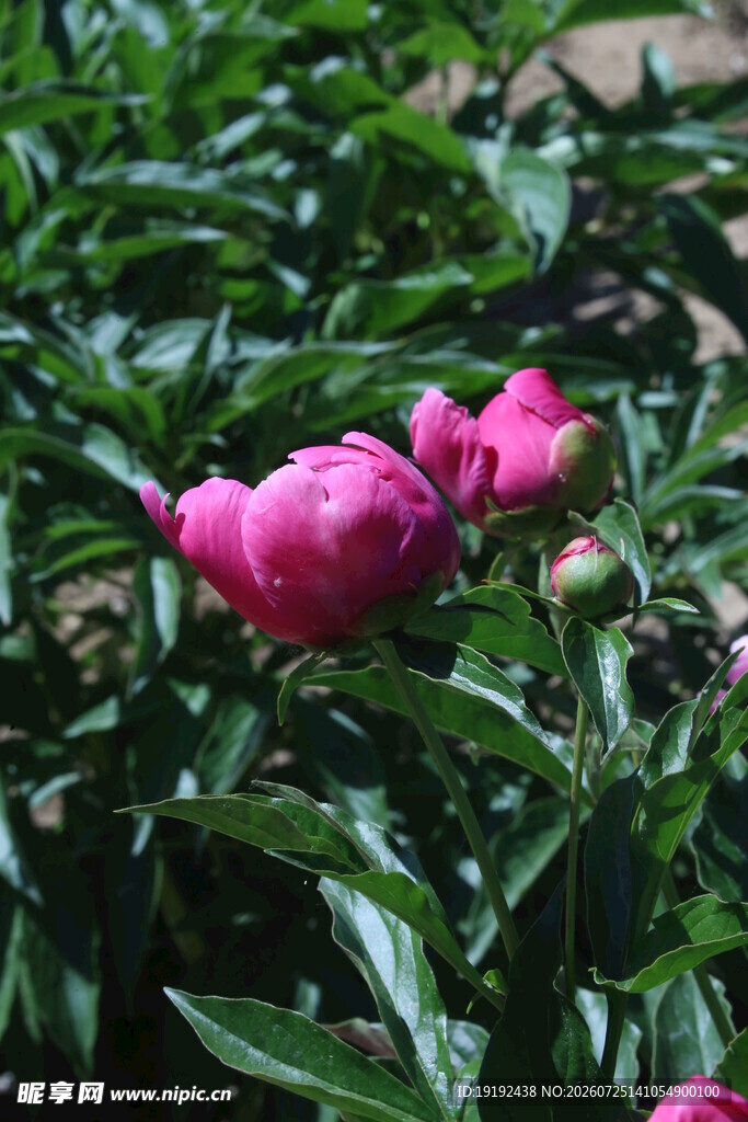 芍药花 