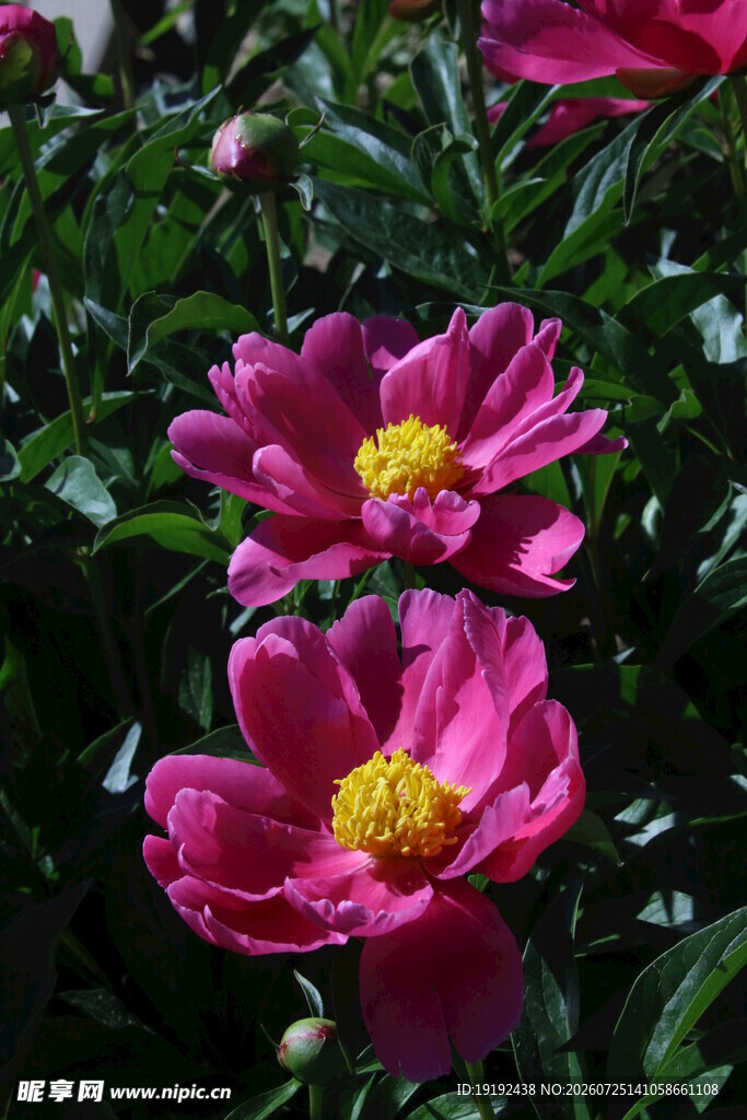 芍药花