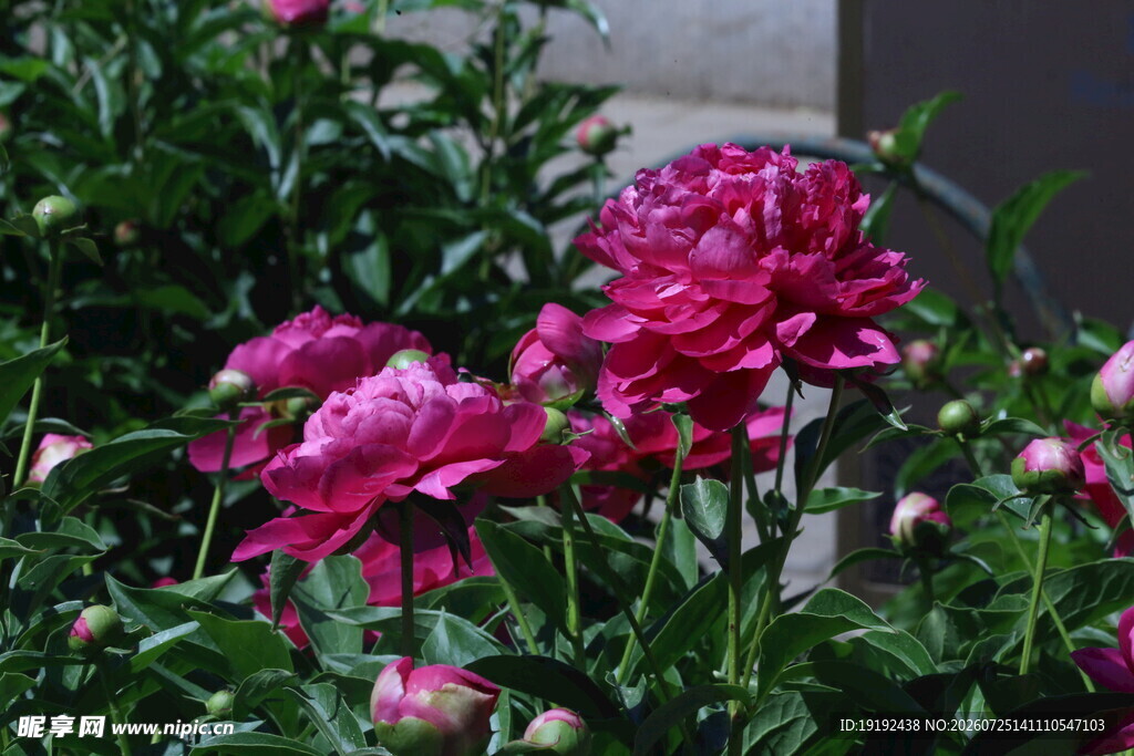 芍药花  