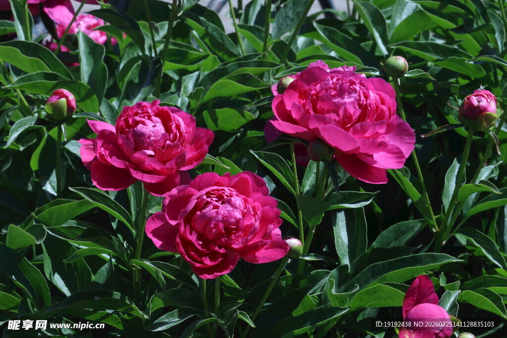 芍药花 