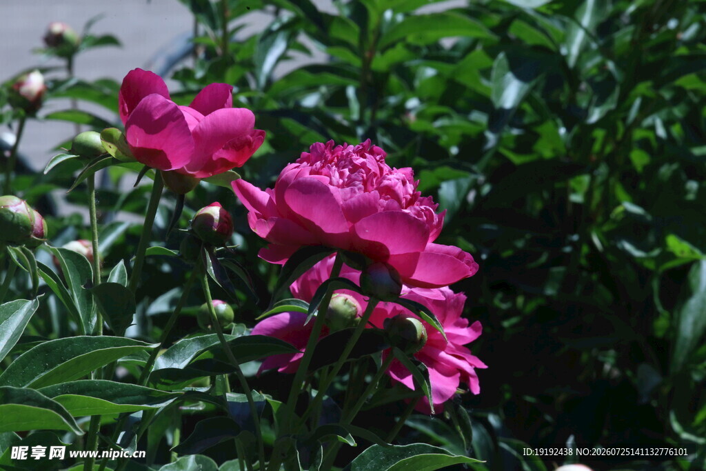 芍药花  