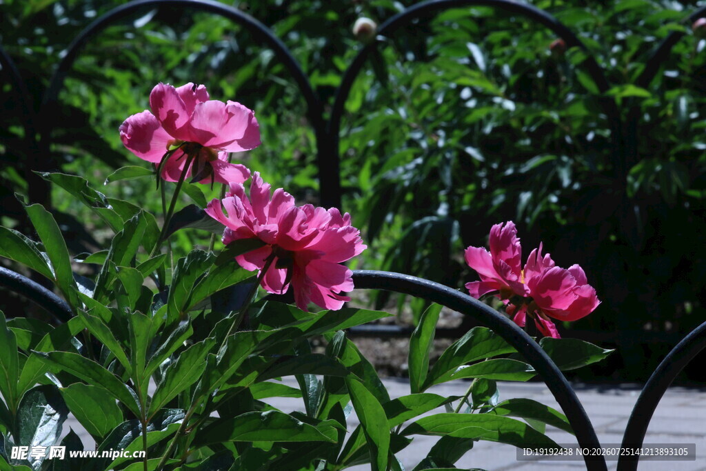 芍药花  