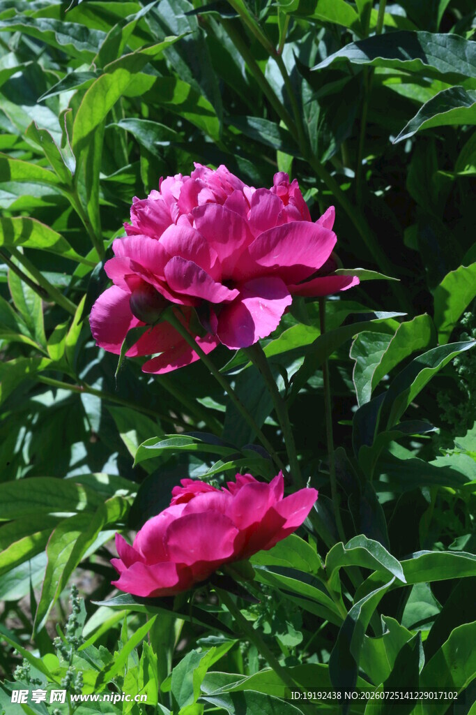 芍药花  