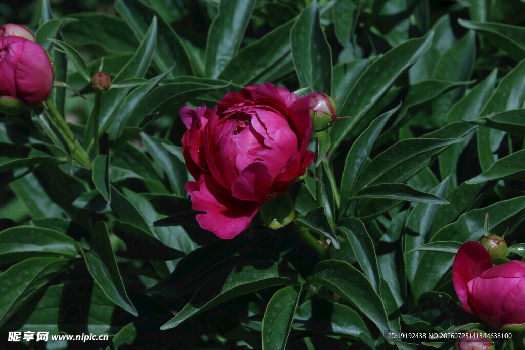 芍药花