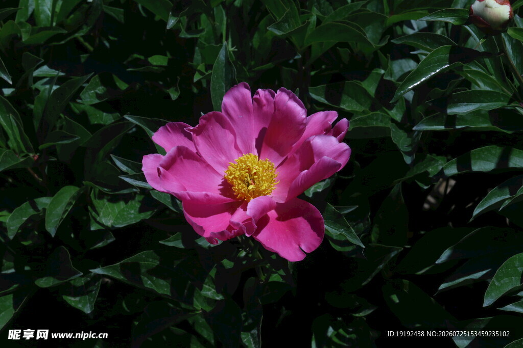 芍药花 