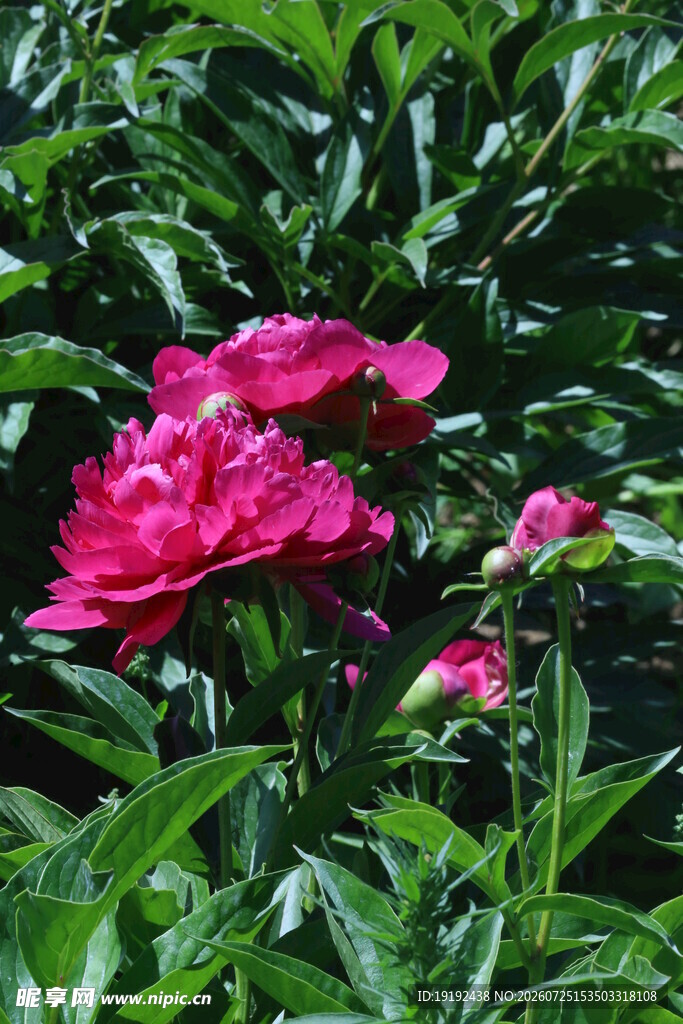 芍药花  