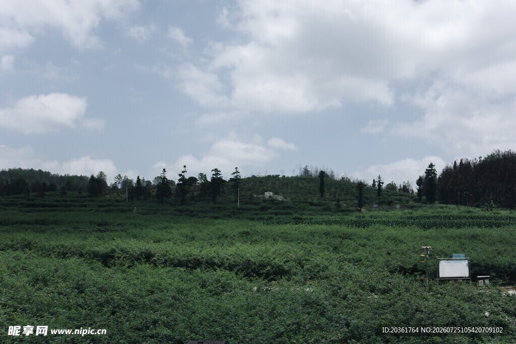 广袤绿野
