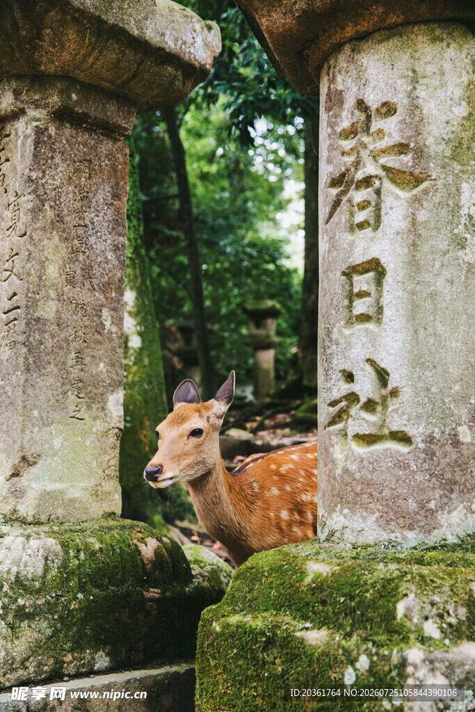 石旁小鹿