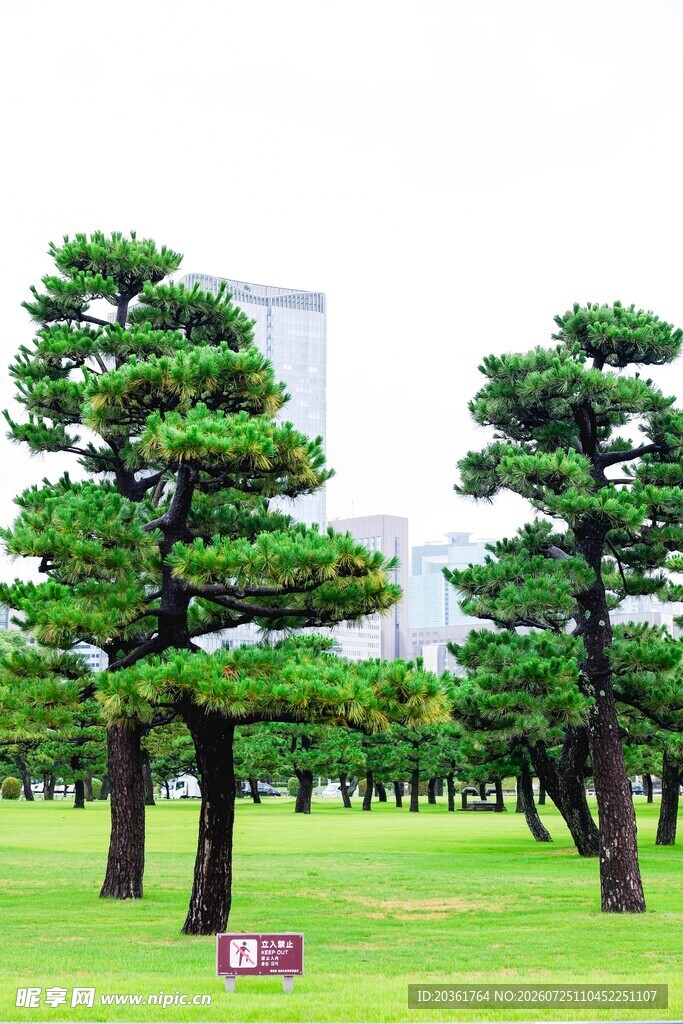 日式造型松树园林景观