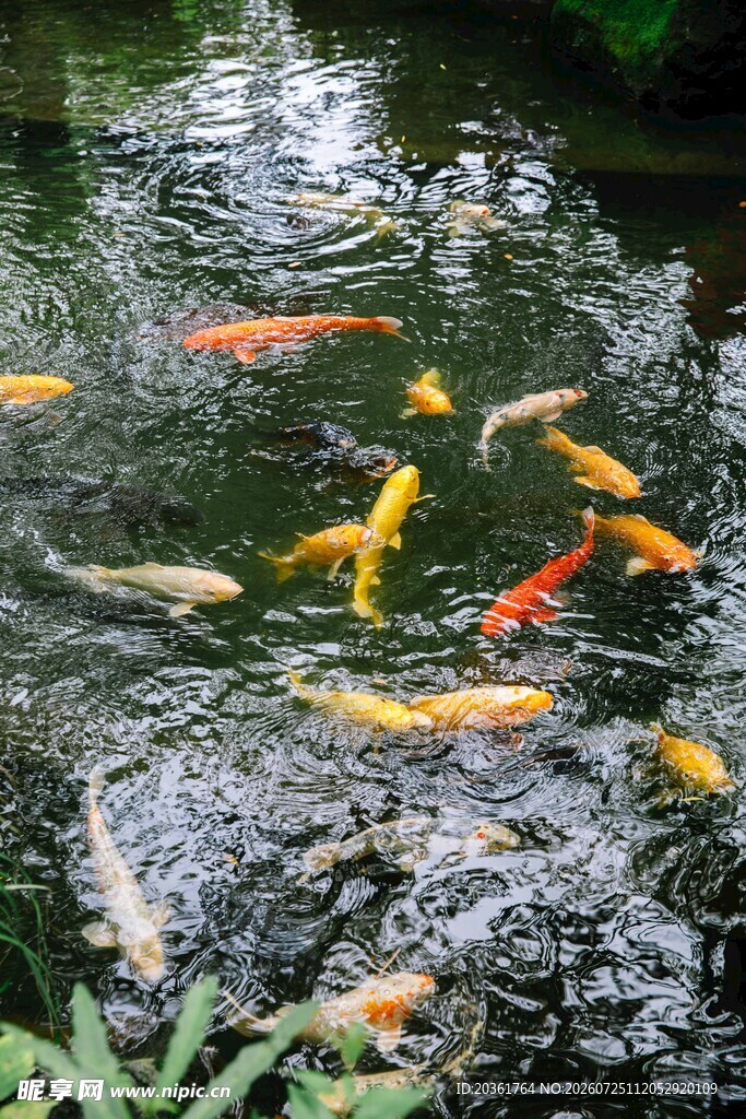 池塘中游动的多彩锦鲤