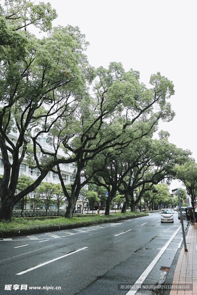 雨中林荫大道